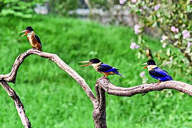 《魂斗罗：加鲁加行动》角色预告新老主角齐上阵