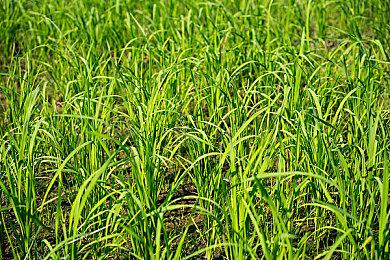 《圣杯誓约》9月25日多平台正式发售 PC版限时免费