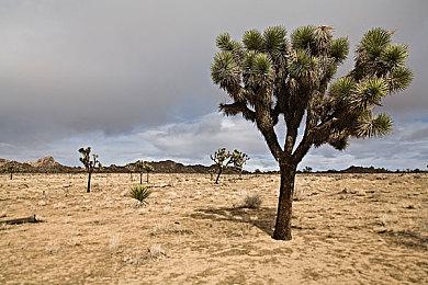 卡普空正在为《生化危机4：重制版》开发补丁 针对PS5闪烁问题